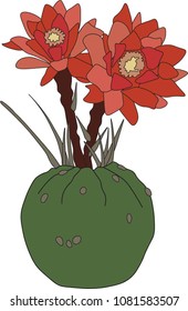 beautiful cactus with flowers