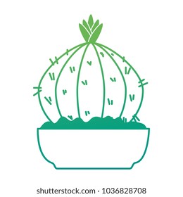 beautiful cactus houseplant in pot