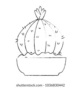 beautiful cactus houseplant in pot