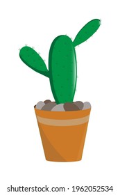 beautiful cactus in a pot, flower isolated on white background