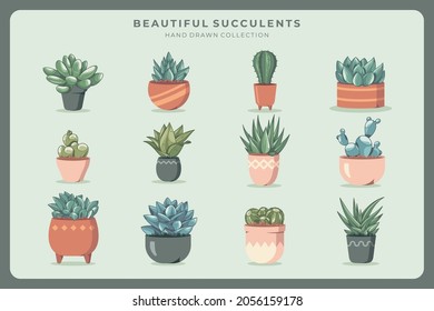 beautiful cactus and succulent collection