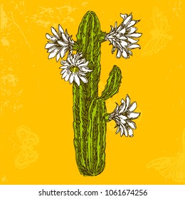 Beautiful cactus with  white flowers. Color. Engraving style. Vector illustration.