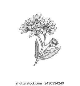 Beautiful Calendula or marigold branch with flowers and leaves engraved hand drawn. Blossom daisy flowers. Medical organic herb, healing tea plant. Vector botanical illustration, floral design element
