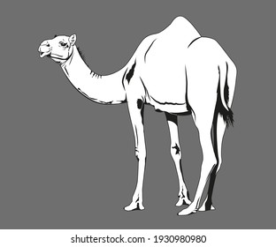 A beautiful camel standing alone drawing in black lines