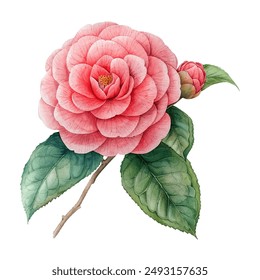 beautiful camelia flower vector illustration in watercolour style