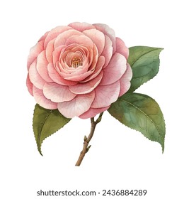 beautiful camellia flower vector illustration in watercolour style