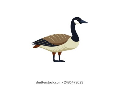  Beautiful Canadian goose vector art illustration  