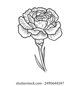 Beautiful carnation flower in black isolated on white background. Hand drawn vector sketch illustration in doodle engraved vintage line art style. Birth month flower, realistic botanical drawing