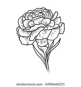 Beautiful carnation flower in black isolated on white background. Hand drawn vector sketch illustration in doodle engraved vintage line art style. Birth month flower, realistic botanical drawing