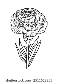 Beautiful carnation flower with leaves in black isolated on white. Hand drawn vector sketch illustration in doodle engraved vintage line art style. Birth month flower, realistic botanical drawing.