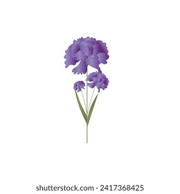 Beautiful carnation flowers on white background