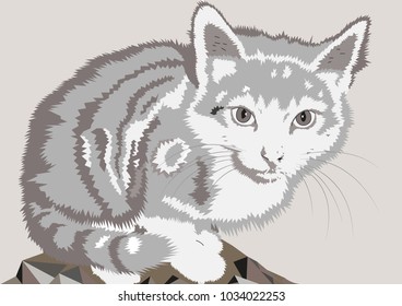 A beautiful cat looking in at you