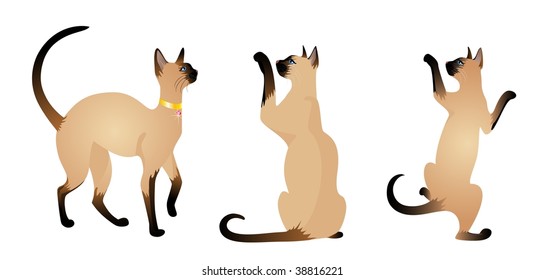 Beautiful cat on a white background
