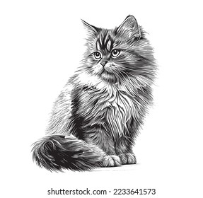 Beautiful cat sitting sketch engraving hand drawn Vector illustration.