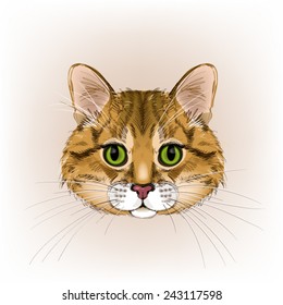 Beautiful cat. Vector illustration. Portrait of a red cat.