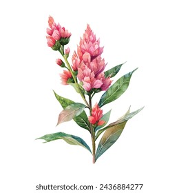 beautiful celosia flower vector illustration in watercolour style