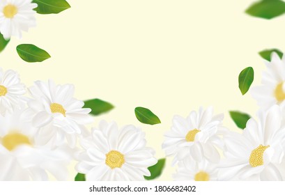 Hermoso fondo de goma para tu texto o pancarta. Chamomila blanca floreciente. Cartel de producto de belleza, perfume o medicina. 3.ª camomila sobre fondo amarillo. Ilustración del vector