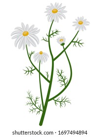 Beautiful chamomile bush. Daisies in cartoon style isolated on white background.