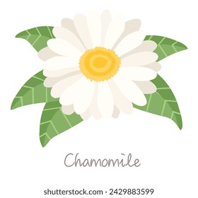 beautiful chamomile in flat style, isolated on white background. 