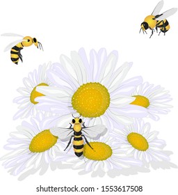 Beautiful chamomile flowers on white background. Vector illustration of medical herb with honey bee.