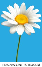 beautiful chamomile on a blue background