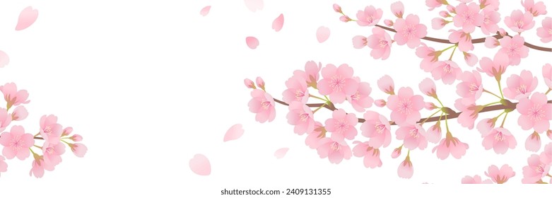 Beautiful cherry blossom background frame material (3:1)
