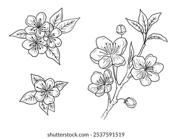 Beautiful cherry blossom branches with flowers, buds and leaves in black on white background. Hand drawn vector sketch illustration in doodle engraved vintage line art style. Floral botanical