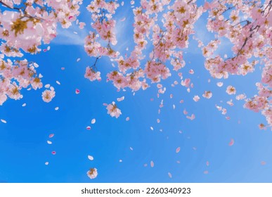 Beautiful cherry blossom or sakura tree branches on blue sky with copy space background in spring season. Illustration graphic design
