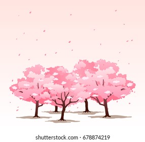 beautiful cherry blossom tree