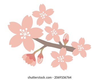 Hermosa ilustración vectorial de la floración del cerezo