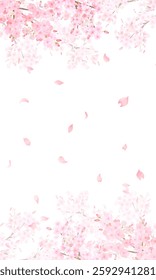 Beautiful cherry blossoms and petals spring white background illustration -vector frame