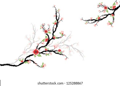 Beautiful cherry blossoms tree isolated on white