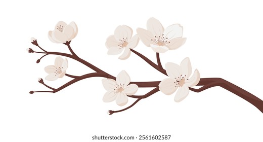 Beautiful cherry flowers blossoming on a branch, isolated on white background