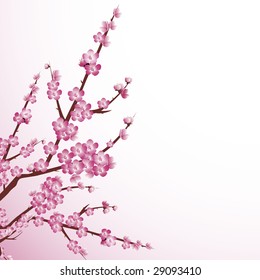 Beautiful cherry tree blossoms against white background.