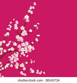 Beautiful cherry tree blossoms on red background
