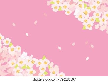 It is a beautiful cherry tree in Japan