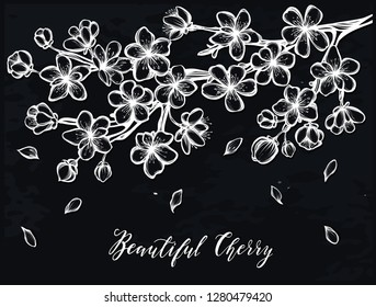 Beautiful Cherry ,Vector illustration, branches, flowers, buds, handmade, card for you, tattoos, background chalkboard