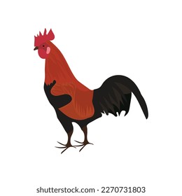 A beautiful chicken vector artwork