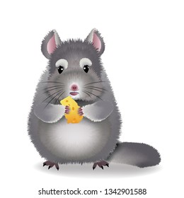 beautiful chinchilla gnaws delicious cheese on a white background