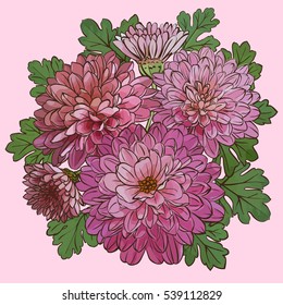 Beautiful chrysanthemum flowers isolated on pink background