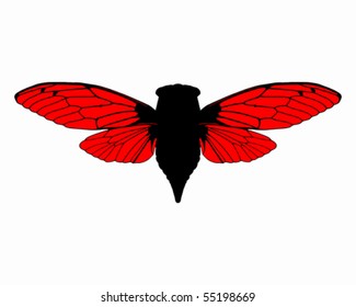 Beautiful cicada