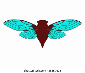 Beautiful cicada