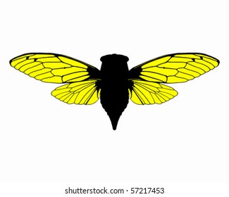 Beautiful cicada