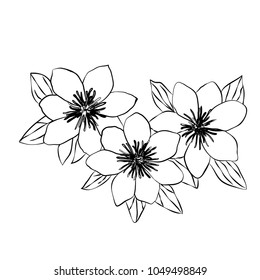 Beautiful clematis black white isolated sketch. Vector illustration