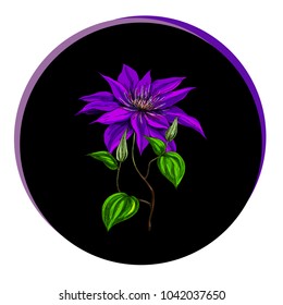 Beautiful clematis flower in a black circle. Floral vector