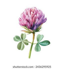 beautiful clover flower vector illustration in watercolour style