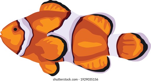 Beautiful Clown Fish Illustration using Vector PET portrait technique