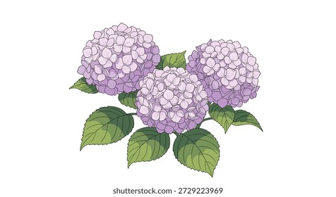 Lindos aglomerados de flores roxas claras e azuis com folhas verdes exuberantes isoladas em um fundo branco limpo.