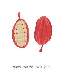 Hermosos granos de cacao aislados en un fondo blanco. Ilustración vectorial.