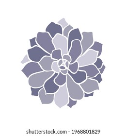 Beautiful collection with lilac succulent cactus hand drawn top view for decoration design. Vector template. Isolated illustration.